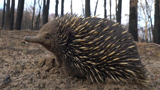 WEEKEND TELEGRAPHS SPECIAL. MUST TALK WITH PIC ED JEFF DARMANIN BEFORE PUBLISHING.,  Caption: An echidna in burnt out bushland on the South Coast of NSWDate Taken: 2020Location: South Coast, NSWCredit: WWF-Australia