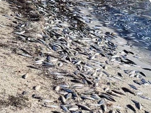 Dead fish: Hundreds of yellowtail scad have washed up onto Mornington Peninsula beaches. Picture: supplied