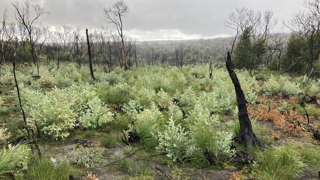 Tasmanian blue gum saplings can grow aggressively outside of plantations. Picture: Supplied