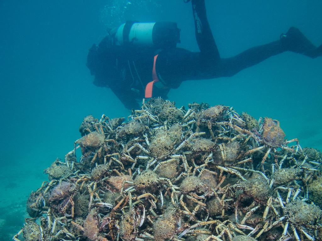 Petition · Support NO-TAKE of Australia's Iconic Spider Crabs during their  Moulting Season ·