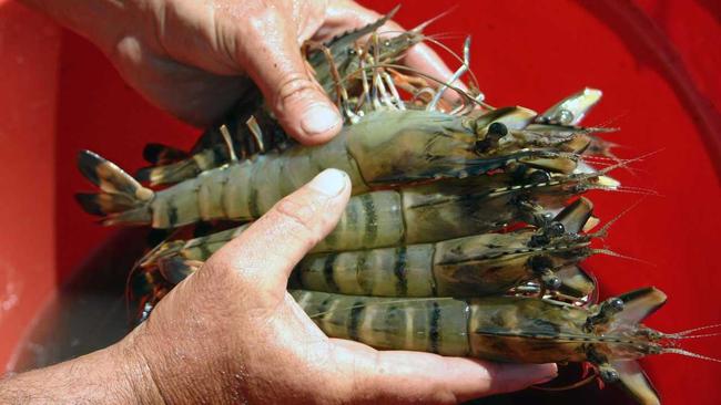 Black tiger prawns.