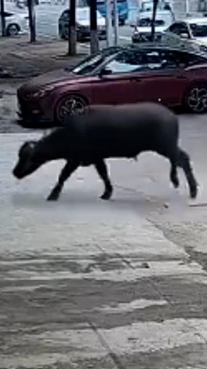 Rampaging bull injures cleaner in terrifying attack 