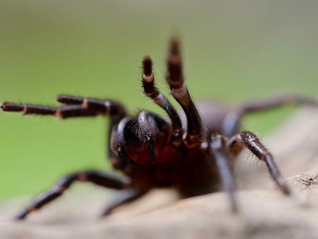 Humid weather conditions have contributed to increased activity among funnel-web spiders. Picture: Australian Reptile Park.