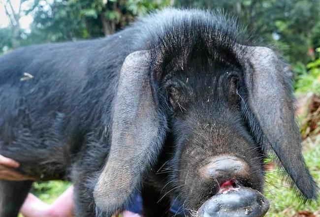 Sugarshine Farm founder Kelly Nelder and pig in care, Precious.