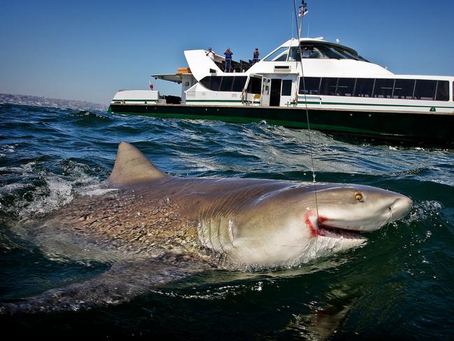 A three-metre bull shark caught in Sydney Harbour near Clifton Gardens by Al McGlashan. Picture: Craig Greenhill