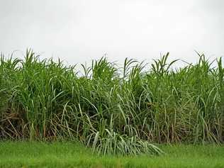 Cane land could be doomed to grazing if sugar prices don't increase. Picture: Stuart Quinn