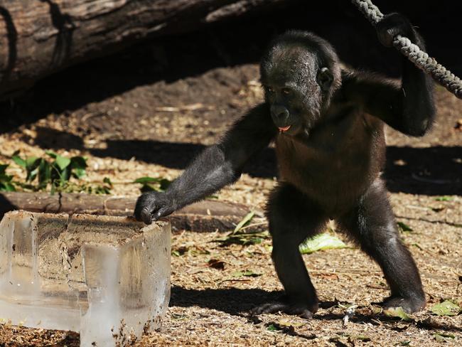 Fabumi carefully checks out the ice block. Picture: Toby Zerna