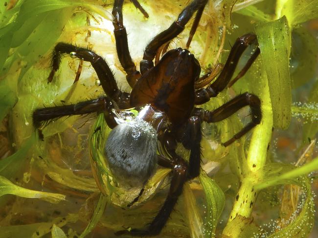 The Diving Bell spider, or Water Spider, traps air in a dome-shaped web suspended between aquatic plants. How it appears to breathe underwater has been a focus of Australian researchers. Picture: Stefan Hetz