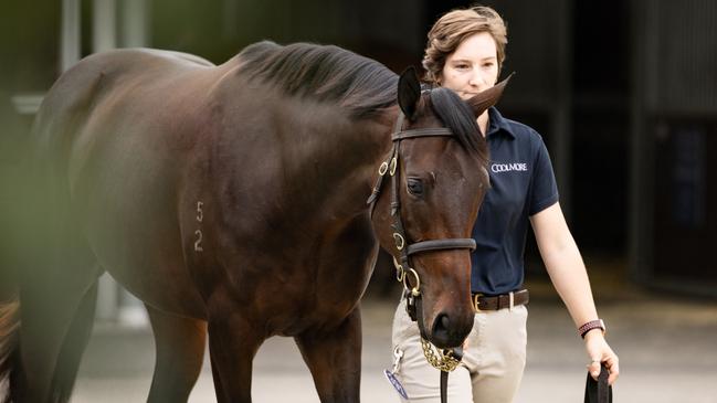 Winx’s Pierro filly is the star of the show.