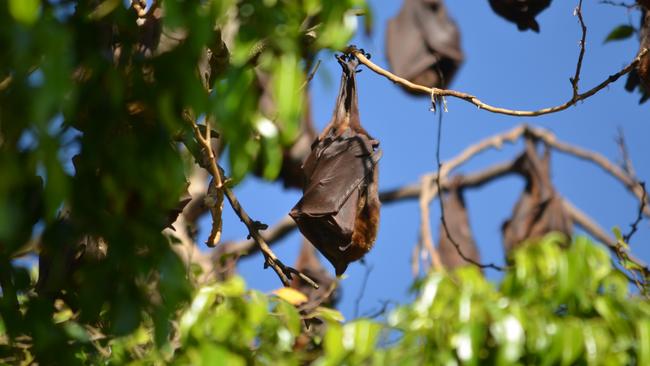 Little red flying foxes at the bat roost in Lissner Park, Charters Towers. Picture: Trudy Brown