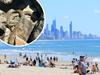 Locals stunned by eastern brown at iconic surf spot