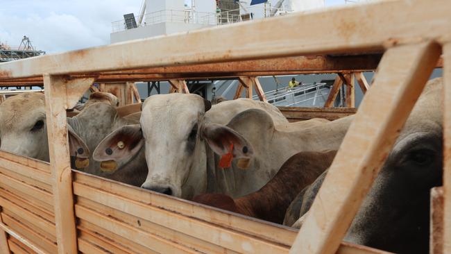 Livestock pastures have been damaged in the Barkly blaze.