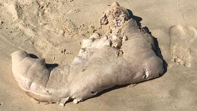 Expert, locals baffled by Noosa beaches mystery ‘creature’