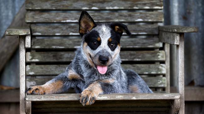 12 week old blue 2024 heeler