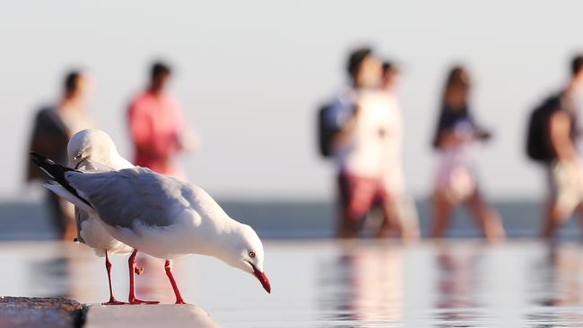 Seagulls drink water from the Cairns Esplanade Lagoon. Picture: Brendan Radke