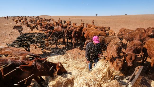 Mr Henschke and his wife Shannon Neyland feeding cattle. Picture: Alex Coppel