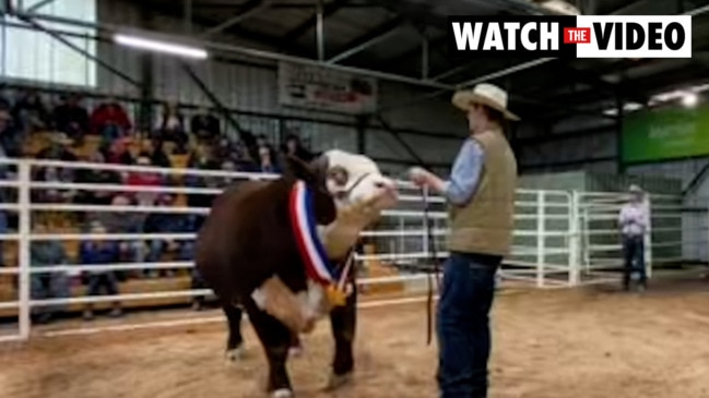 Hereford bull sells for $130,000