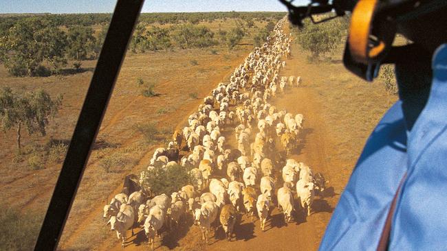 Air time: Helicopter mustering on Wave Hill Station in the Northern Territory.