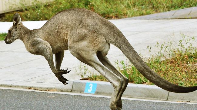 This kangaroo makes a regular twilight appearance searching for food at Norfolk Ave, Epping. Picture: Carmelo Bazzano