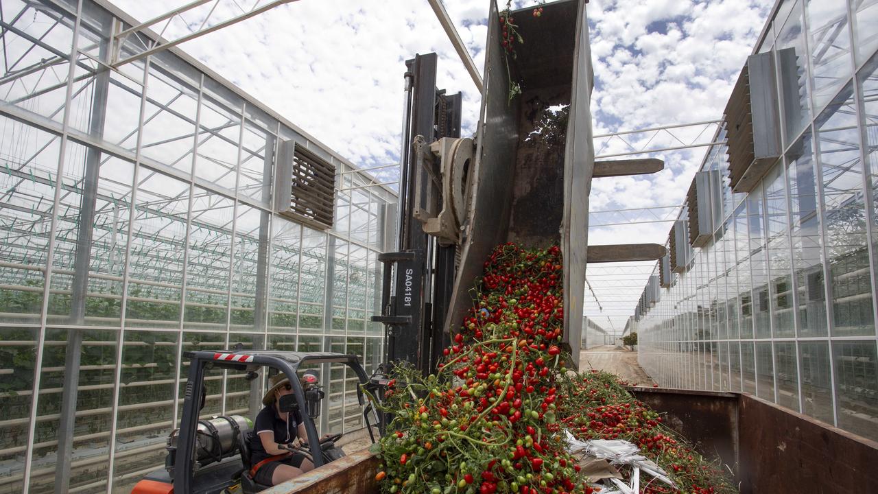 Bins of tomatoes are loaded into skips at Perfection Fresh. Picture: Brett Hartwig