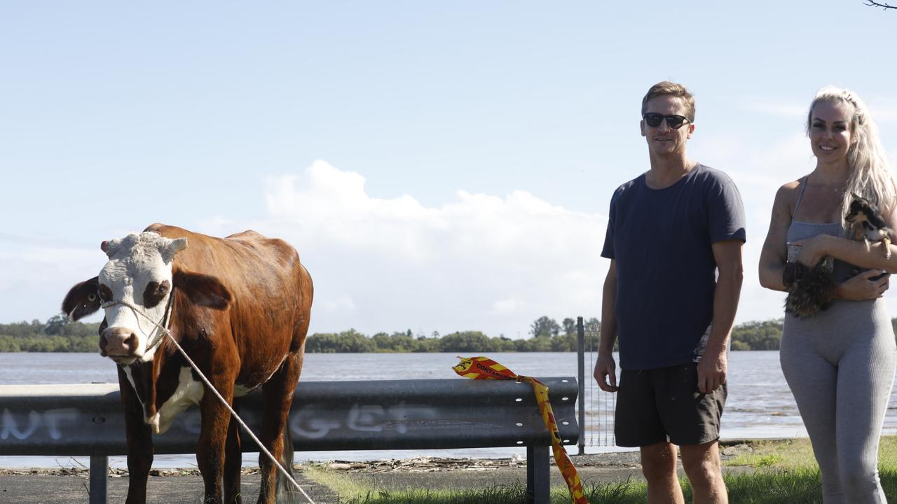 Ballina residents Dave Pollard and Edwina Browning-Wager with a cow they herded to the shore of the flooded Richmond River with kayaks on Tuesday. A group of others pitched in to safely get the cow to shore near the Ballina RSL. Picture: Liana Boss