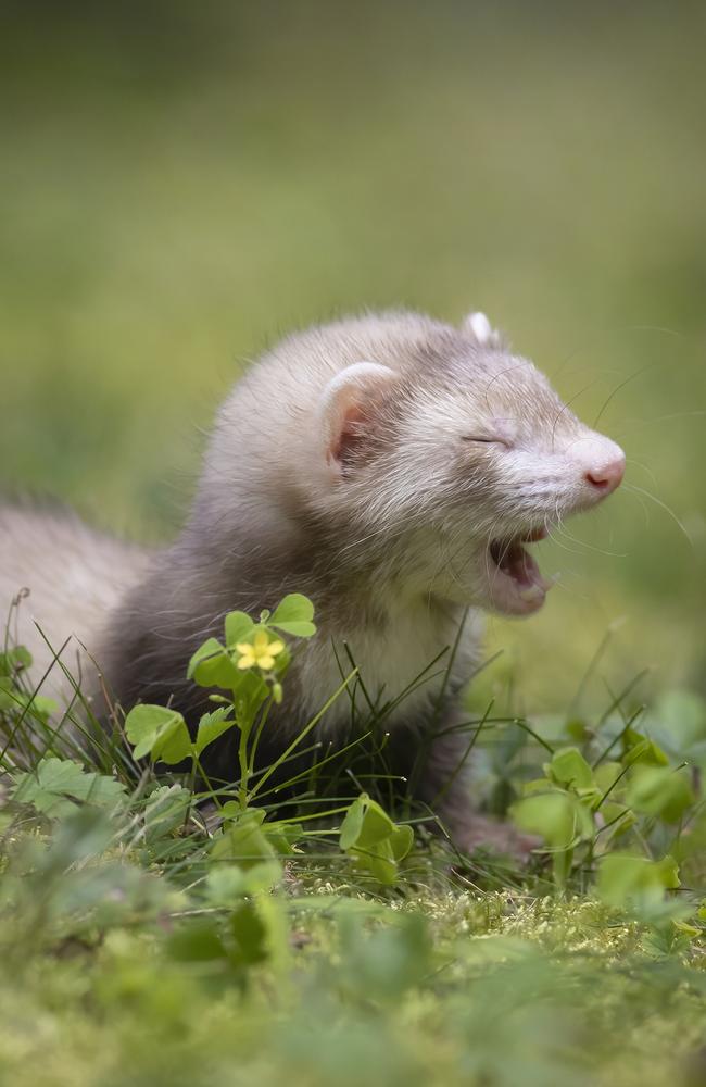 Tiny, happy two-month-old ferret Boudicca on his first walk. Picture: Darya Zelentsova/Comedy Pets