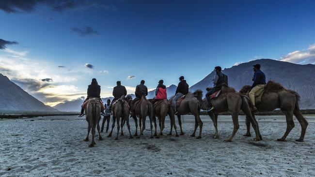 A camel ride in Nubra Valley, Ladakh.