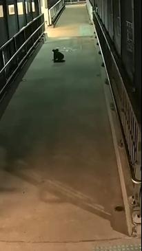 Wild moment koala wanders into Sydney train station