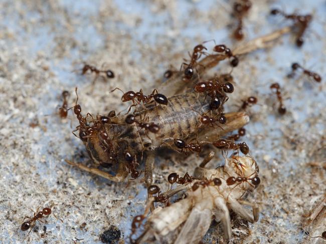 Farmers fear fire ants will be a major problem for NSW, but not funding has been allocated to eradication programs in the state.