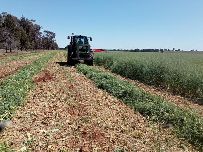 Canola damaged by frost north of Marrar in southern NSW is cut for hay. Picture: Supplied