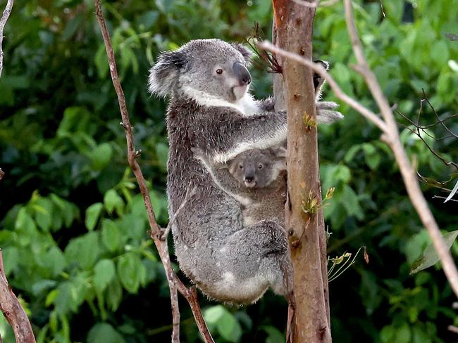 A koala and joey climb a tree in bushland located near central Brisbane on December 14, 2024. (Photo by DAVID GRAY / AFP)