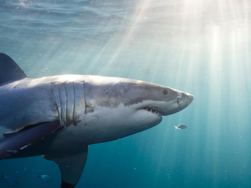 SharkSmart NSW says White, Bull and Tiger Sharks are referred to as ‘target sharks’, as they are the are most frequently involved in serious shark bites in NSW.