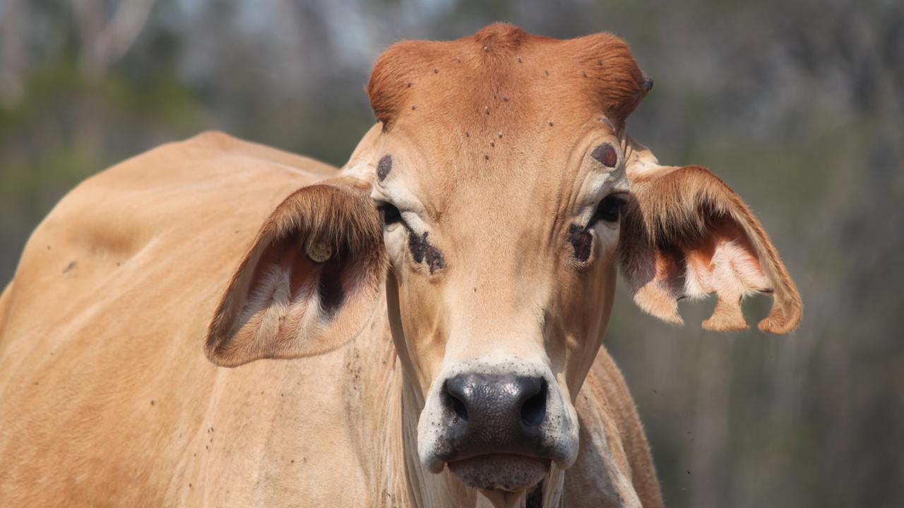 Tech-companies seeking to cut methane emissions from cows passing wind are among those that can access cash from the low-emissions fund. Picture: Shaun Ryan