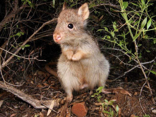 The long-nosed potoroo. Eighty-two per cent of its natural habitat burnt in the bushfires.