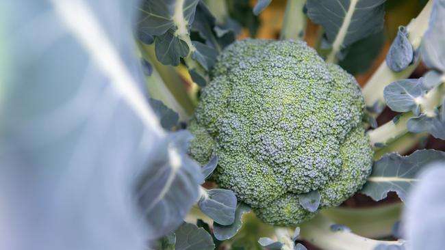 Broccoli almost ready for picking. Broccoli Generic. PHOTO: Ali Kuchel