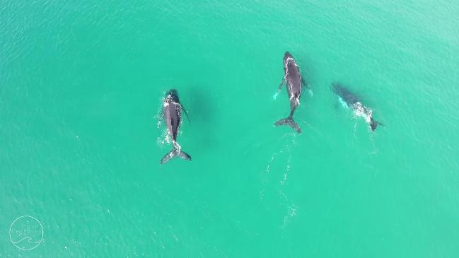 A trio of whales were spotted at Shelly Beach