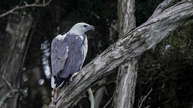 A white-bellied sea eagle perched in a tree near Pig Island on the Mersey River at Latrobe. Picture: Greg Close.