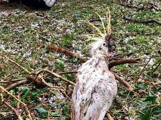 Lazarus the cockatoo survived the October 11 Coolabunia storm. Picture: Damien Tessmann