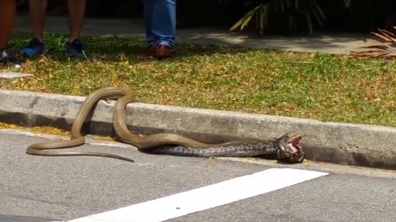 Snake Battle: Cobra vs Python