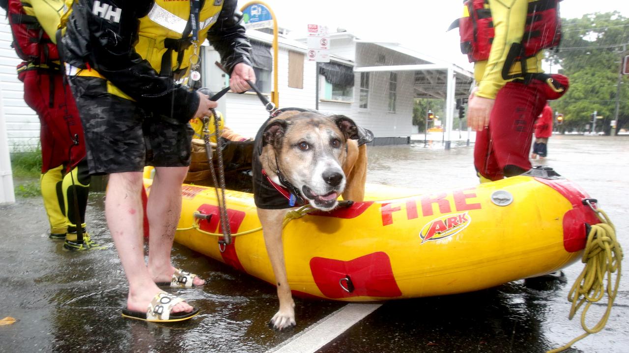 Detroit the dog is safe and well after being rescued from floodwaters. Picture: Steve Pohlner