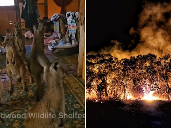 20 joeys take shelter in living room during Grampians bushfire. Picture: Supplied