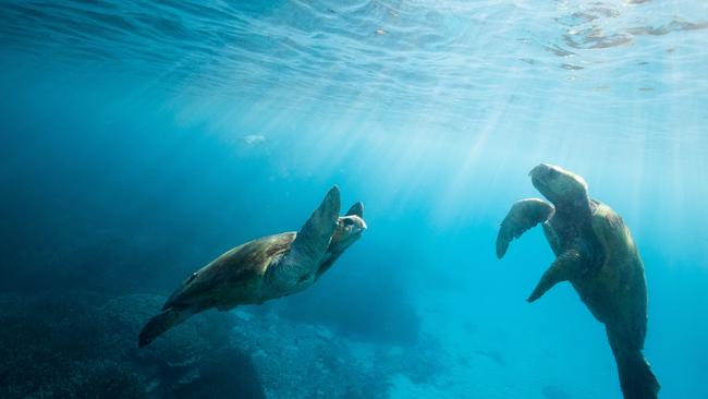 Two Loggerhead turtles going in for a high five off Lady Elliot Island. Picture: Luke Marsden