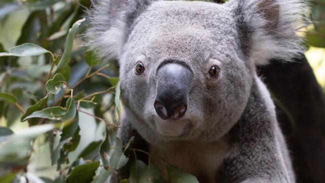 Arnie the koala at the Byron Bay Wildlife Hospital. Picture: Supplied