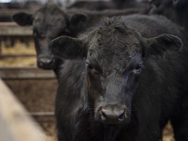 NEWS: Wodonga store cattle salesWodonga store cattle sales. Generic cattle photos. Beef. Saleyards.Pictured: Generic cattle. Angus.PICTURE: ZOE PHILLIPS