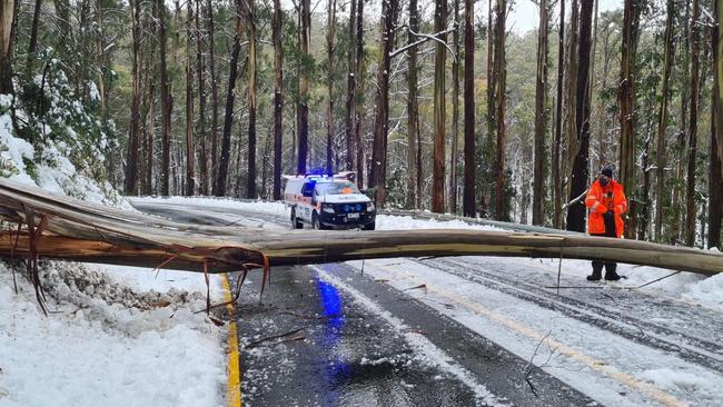 SES crews work to remove a fallen tree at Lake Mountain. Picture: Facebook