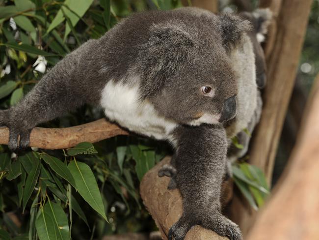 Wildlife warriors fear koalas will be forever lost to the Central Coast.