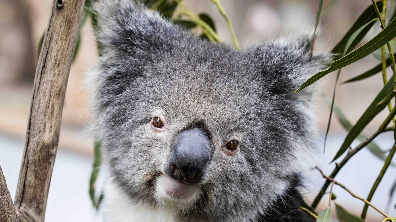 northern-nsw-koala-population-falls-following-2019-20-bushfires-the