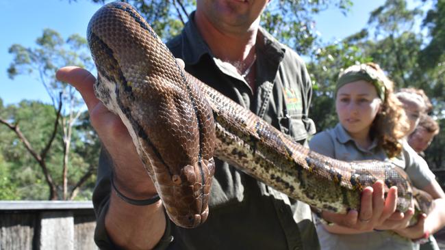 python-weigh-in-daily-telegraph