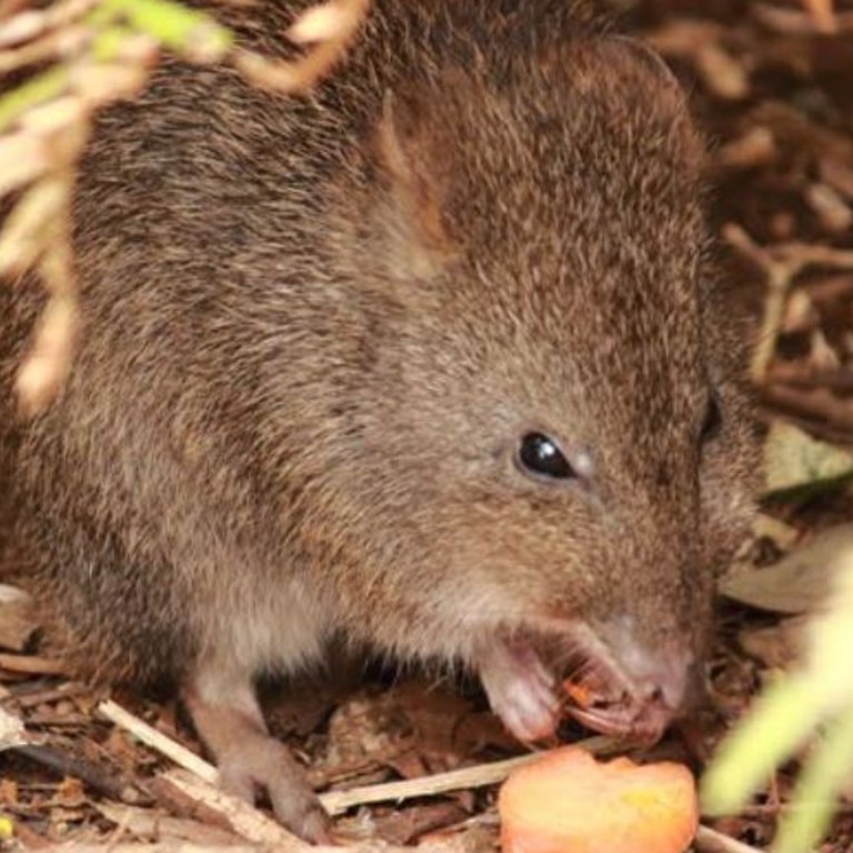 A long-footed potoroo. Picture: George Bayliss