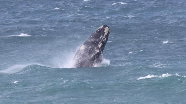 Resident mother and calf whale pairs in the Encounter Bay Nursery area . Picture: Debbie Prestwood